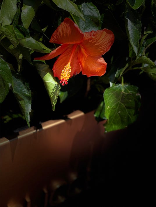 fleurs de christian waniez