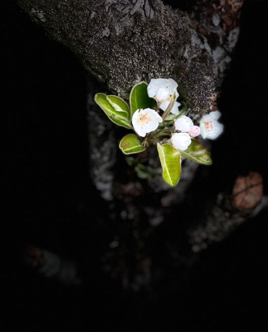 fleurs de christian waniez