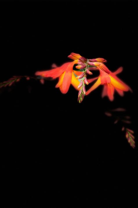 fleurs de christian waniez