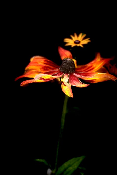 fleurs de christian waniez