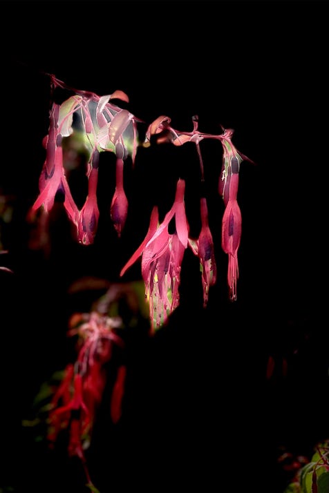 fleurs de christian waniez