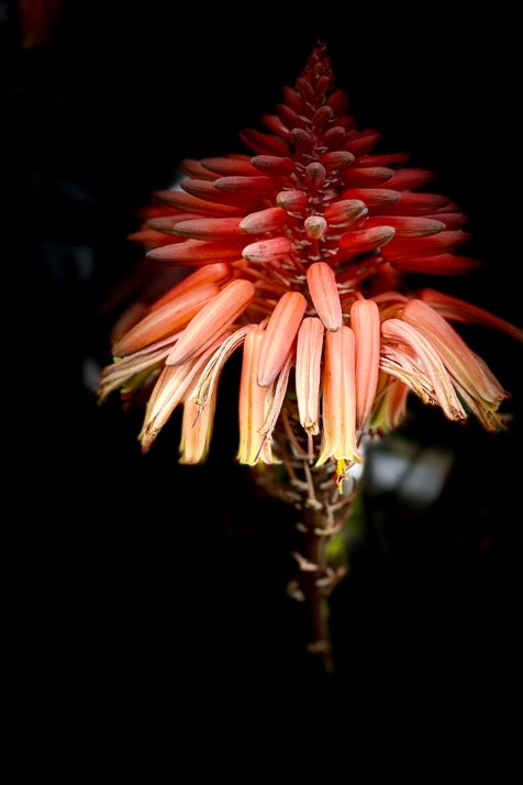 fleurs de christian waniez