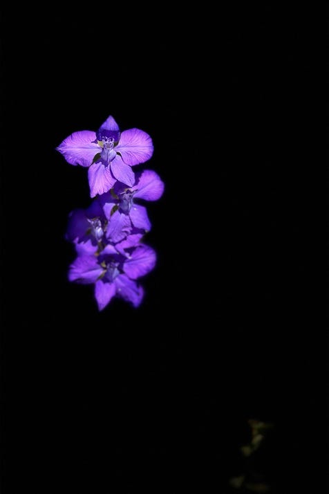 fleurs de christian waniez