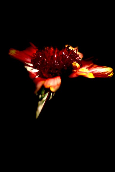 fleurs de christian waniez