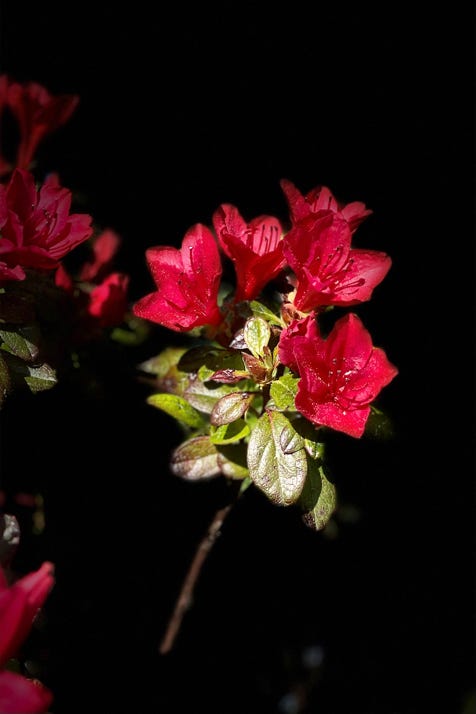 fleurs de christian waniez