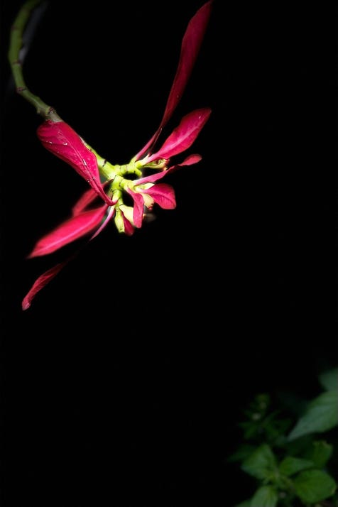 fleurs de christian waniez