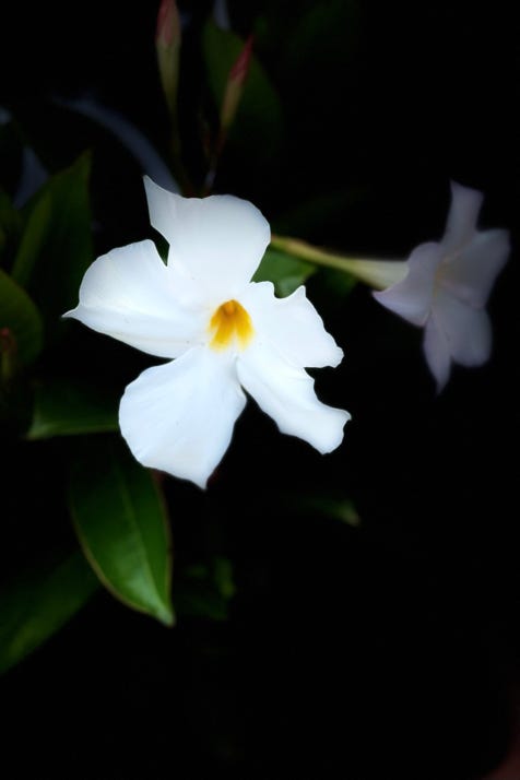 fleurs de christian waniez