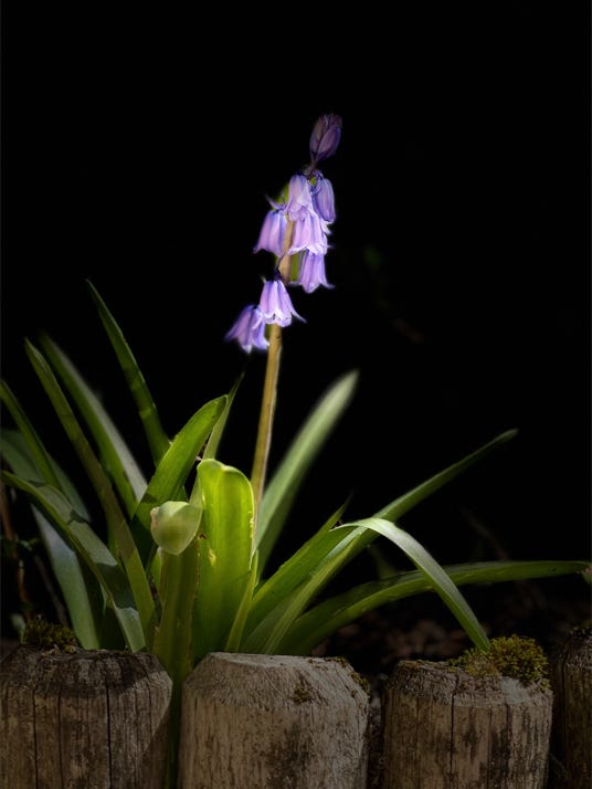 fleurs de christian waniez