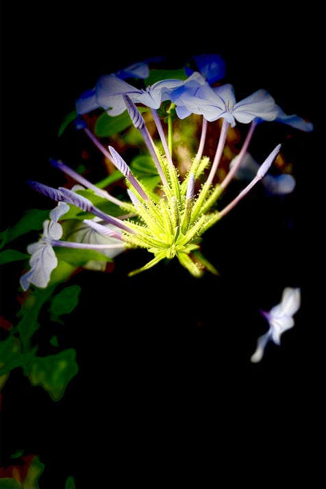 fleurs de christian waniez