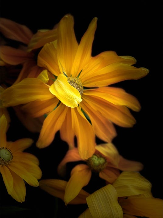 fleurs de christian waniez